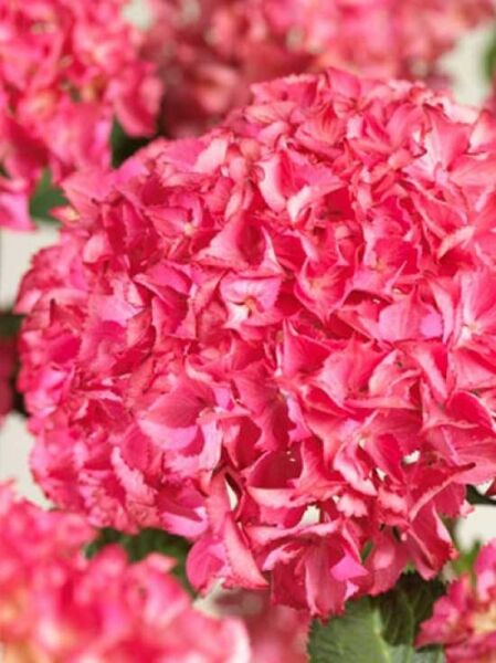 Bauern-Hortensie 'Selma'® / Hydrangea macrophylla 'Selma'®