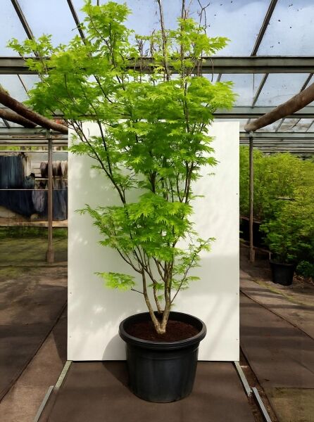 Goldahorn Acer shirasawanum 'Jordan', mehrstämmiger Ahorn im Container C80, ca. 200–250 cm, mit hellgrünem Laub.