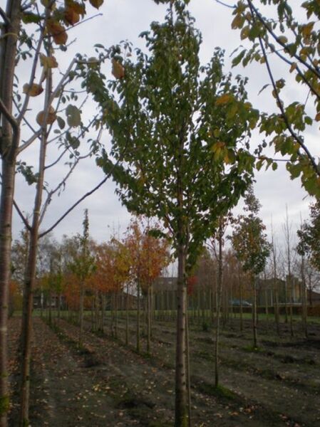 Prunus domestica 'Hauszwetschge' (Hauspflaume/Hauszwetschge) Hochstamm 18-20 StU mit Drahtballen, Baum mit Krone und Stamm