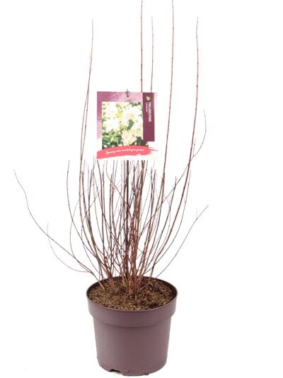 Großblütiger Pfeifenstrauch 'Lemoinei' / Philadelphus 'Lemoinei'