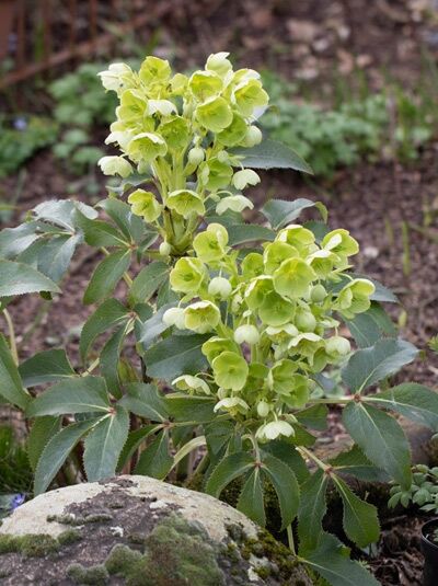 Korsische Nieswurz / Helleborus argutifolius