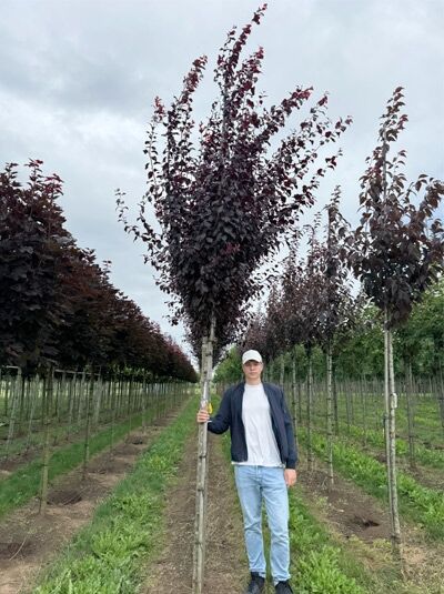Wildpflaume 'Hessei' (Prunus cerasifera 'Hessei') Hochstamm, 16-18 StU, mit durchgehendem Stamm und dunkelrotem Laub
