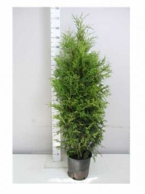 Große Thuja / Lebensbäume ab 300cm Größe günstig kaufen