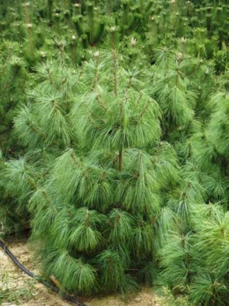Pinus wallichiana (Tränen-Kiefer) 125-150 cm m. B., junger Nadelbaum mit langen, weichen, blaugrünen Nadeln in Büscheln