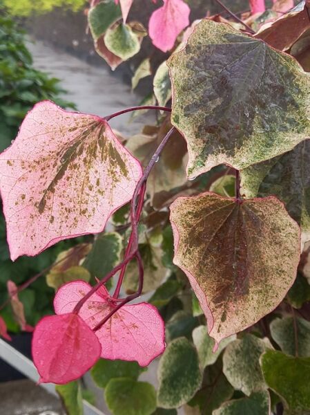 Kanadischer Judasbaum ’ Carolina Sweetheart’ / Cercis ‘Carolina Sweetheart‘