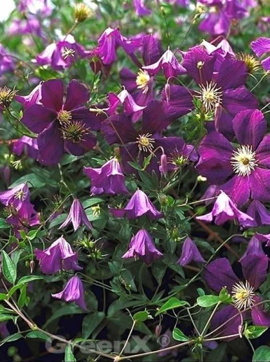 Italienische Waldrebe / Clematis viticella kaufen