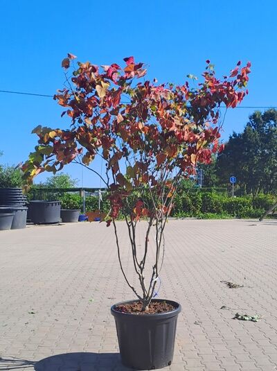 Kanadischer Judasbaum 'Eternal Flame' mehrstämmig 200-250 cm / Cercis canadensis 'Eternal Flame' ® (1577131)