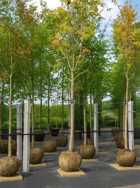 Koelreuteria paniculata (Blasenesche) Hochstamm 20-25 StU mit Drahtballen, Baum im Feld mit Laubkrone und Stamm im Ballen