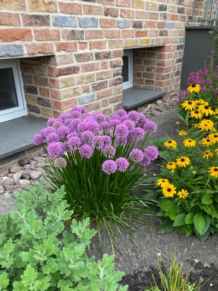 Schnitt-Lauch / Schnitt-Lauch