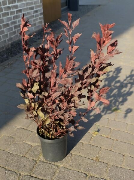 Physocarpus opulifolius 'Diabolo®' / Dunkelrote Blasenspiere 'Diabolo®' 80-100 cm C10 im Topf mit dunkelrotem Laub