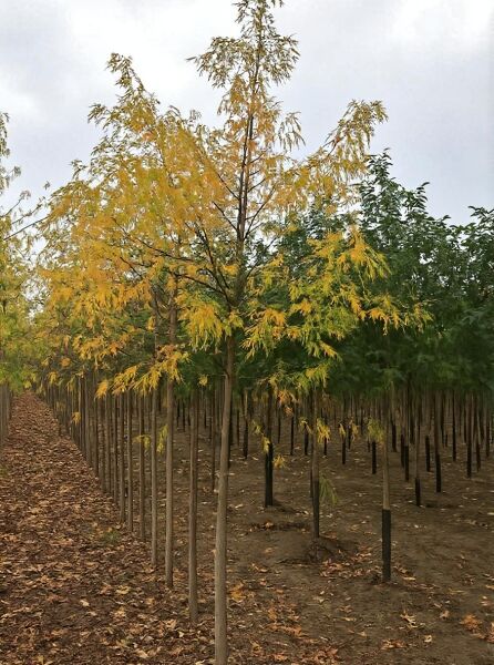 Geschlitzter Silber-Ahorn Acer saccharinum 'Laciniatum Wieri' Hochstamm 12-14 StU, Baum mit gelbem Laub in Baumschule