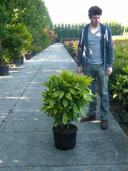 Japanische Aukube 'Variegata' (Aucuba japonica 'Variegata') im Topf C20, ca. 60–80 cm, grün-gelb panaschiertes Laub