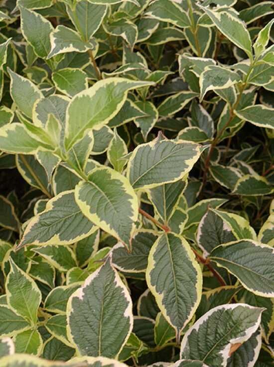 Liebliche Weigelie 'Nana Variegata' - Weigela florida 'Nana Variegata'