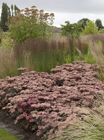 Hohe Fetthenne 'Matrona' / Sedum telephium 'Matrona'