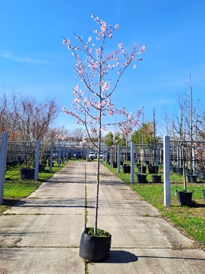 Prunus serrulata 'Pink Perfection' / Japanische Zierkirsche 'Pink Perfection' Hochstamm 12-14 StU im Container mit Blüten