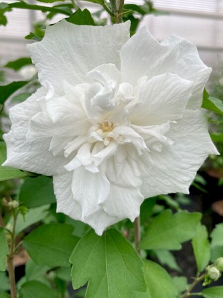 Garten-Eibisch 'White Chiffon' / Hibiscus syriacus 'White Chiffon ®'