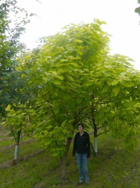 Gold-Trompetenbaum / Catalpa bignonioides 'Aurea'