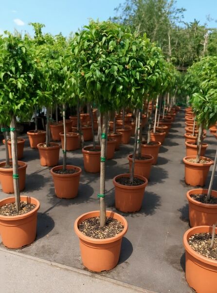 Viburnum tinus 'Eve Price' / Mittelmeer-Schneeball, 80 cm Stamm, im Container C20 mit dichtem, grünem Laubkrone