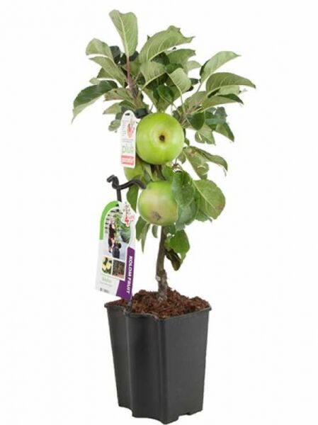 Malus 4Sure Yellow Apple, Säulen-Apfel „Yellow Apple“, 40–60 cm im Container mit grünlichen Äpfeln und Laub