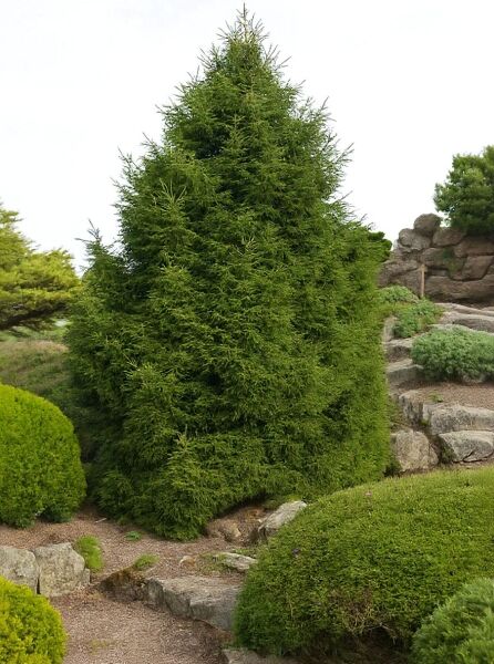 Picea orientalis 'Gracilis' / Orient-Fichte 'Gracilis', dicht verzweigter, kegelförmiger Nadelbaum im Garten.