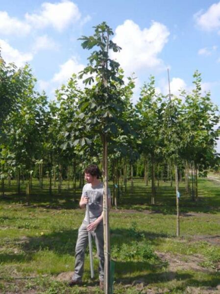 Gefülltblühende Rosskastanie / Aesculus hippocastanum 'Baumannii'