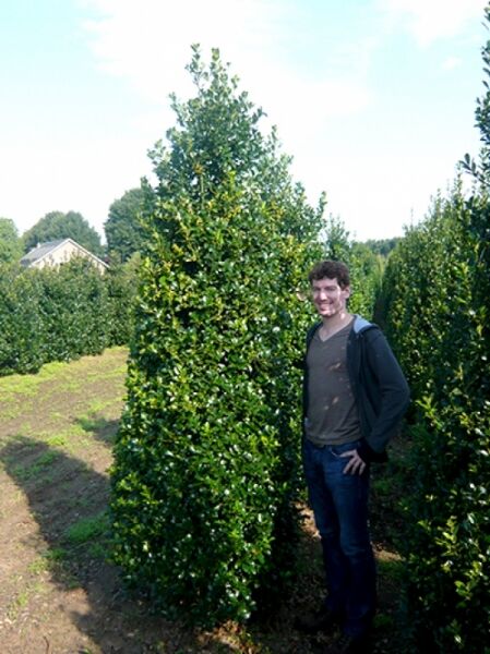 Ilex meserveae 'Heckenpracht' / Blaue Stechpalme 'Heckenpracht' 250-275 cm m. Db., Solitär, buschiger Strauch mit dunklem Laub
