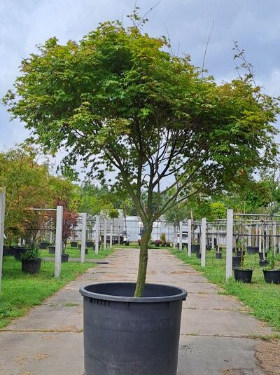 Fächer-Ahorn / Japanischer Ahorn - Acer palmatum (876292)