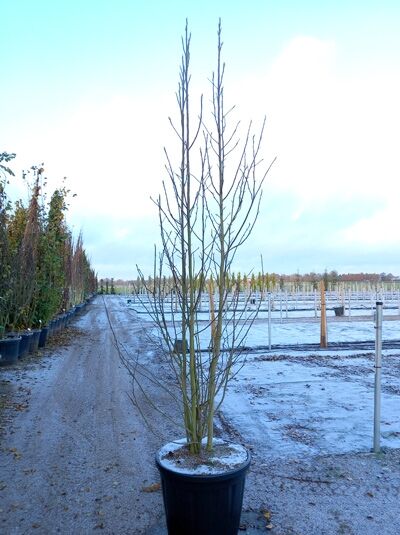 Großblumige Magnolie „Galaxy“ (Magnolia 'Galaxy') im Container, 300–350 cm, C110, mehrstämmiger junger Baum ohne Laub.