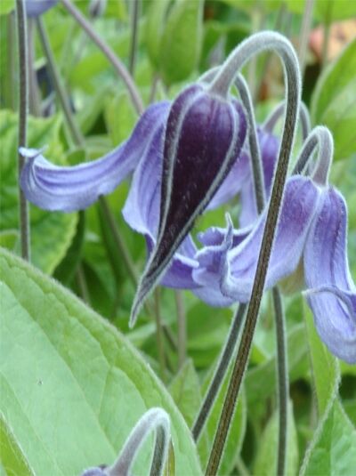 Ganzblättrige Waldrebe - Clematis integrifolia