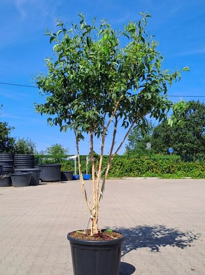 Sieben-Söhne-des-Himmels-Strauch 'mehrstämmig' 250-300 cm - Heptacodium miconioides (1577171)