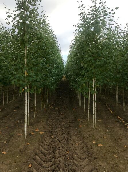 Weißrindige Himalaja-Birke (Betula utilis jacquemontii) Hochstamm 10-12 StU, Reihe junger Bäume mit weißer Rinde und Laubkrone.