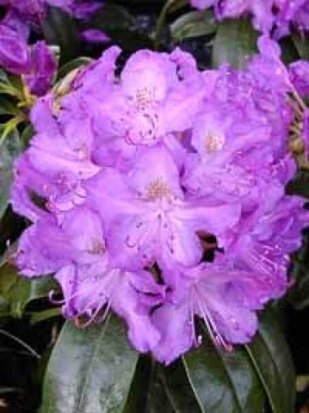 Rhododendron Hybride 'INKARHO Purpureum Grandiflorum' / Rhododendron 'INKARHO Purpureum Grandiflorum'