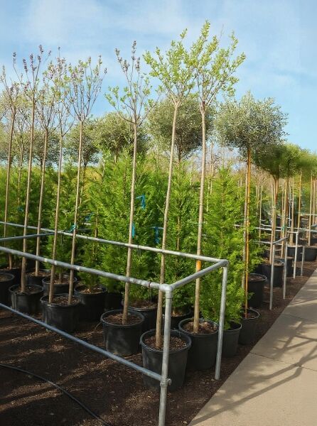 Syringa vulgaris 'Primrose' (Gartenflieder) als Hochstamm im Container, 10–12 StU, mit frischem Austrieb im Topfbestand