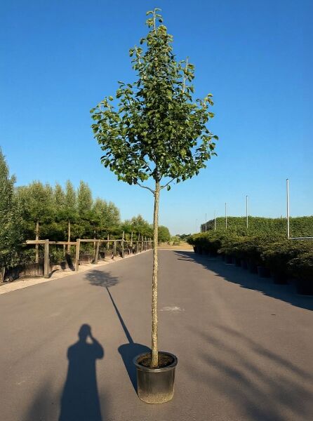 Pyrus communis 'Gieser Wildeman' / Birne 'Gieser Wildeman' Hochstamm 12-14 StU im Container, belaubter Baum mit Krone