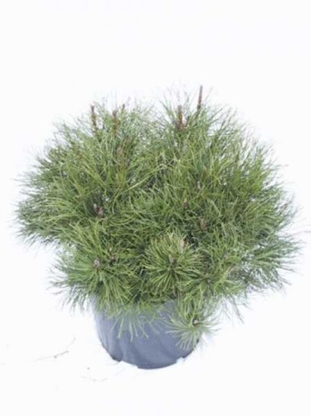 Pinus mugo mughus / Krummholz-Kiefer