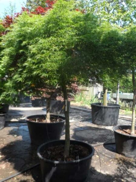 Grüner Schlitz-Ahorn (Acer palmatum 'Dissectum') Hochstamm 18–20 StU im Container mit grünem, fein geschlitztem Laub.