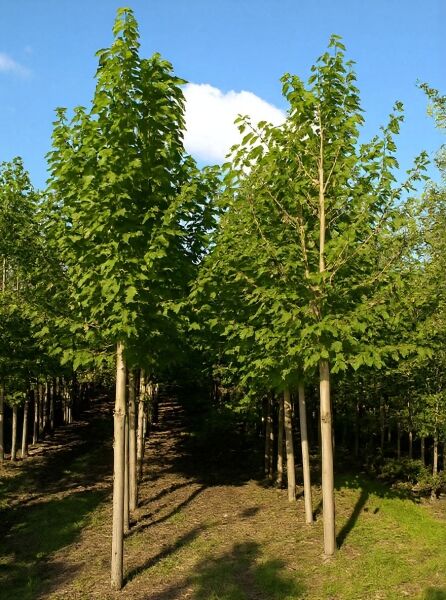 Feld-Ahorn (Acer campestre) 'Louisa Red Shine' als junger Hochstamm mit grünem Laub in Baumschulreihe.