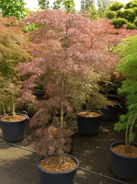Acer palmatum 'Tamukeyama' / Fächer-Ahorn 'Tamukeyama' 175-200 cm C50, roter Ahorn im Container mit feinem Laub