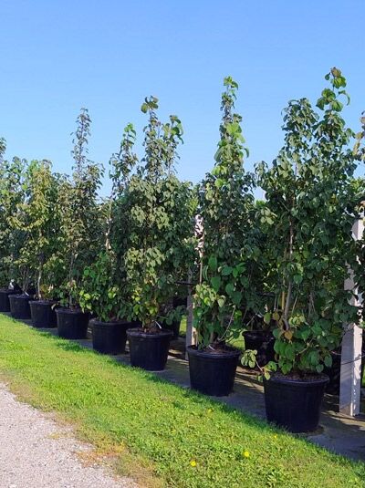 Taschentuchbaum / Aufwiedersehenbaum / Taubenbaum / Davidia involucrata