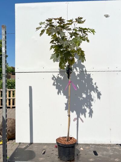 Spitz-Ahorn (Acer platanoides) 'Royal Red', 80 cm Stamm, C4-Topf, Hochstamm mit dunkelrotem Laub und Baumkrone