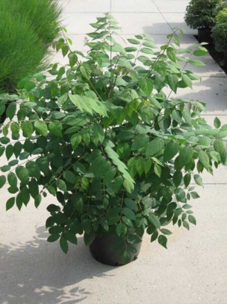 Decaisnea fargesii Blauschote (Blaugurke) im Topf, grüne gefiederte Blätter; Variante 125–150 cm, C20