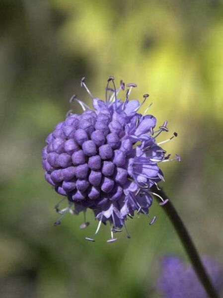 Succisa pratensis (Teufelsabbiss) mit violettem, kugeligem Blütenkopf am Stängel, Nahaufnahme