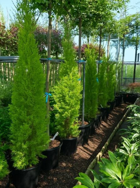 Monterey-Zypresse Cupressus macrocarpa 'Goldcrest' 175-200 cm C30 als aufrechte Konifere im Topf in Baumschule-Reihe.