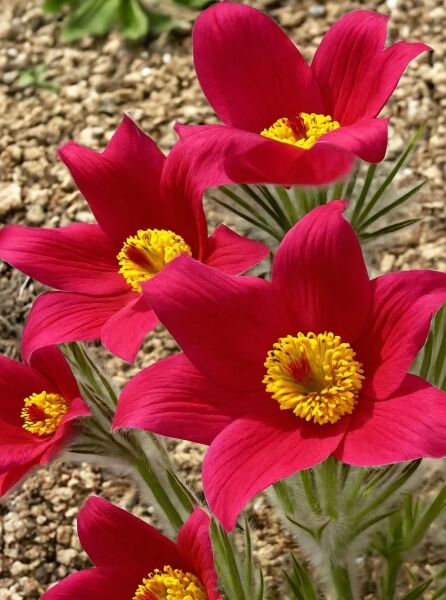 Kuhschelle 'Rubra' (Pulsatilla vulgaris 'Rubra') mit roten Blüten und gelbem Blütenzentrum, Nahaufnahme der Blütenstände.