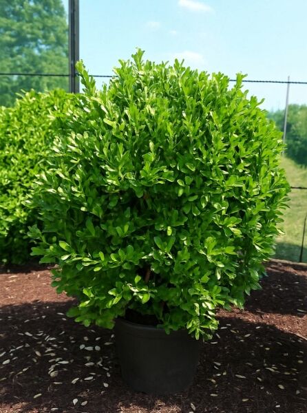 Japanischer Spindelstrauch (Euonymus japonicus) 125-150 cm, C90, dichter immergrüner Strauch im Pflanzcontainer.