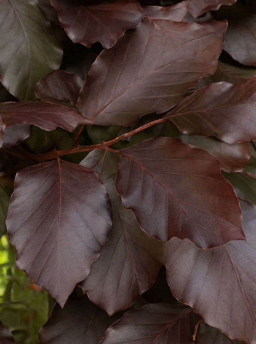 kaktus prinzessin der nacht Knigin der Nacht (Selenicereus grandiflorus)
