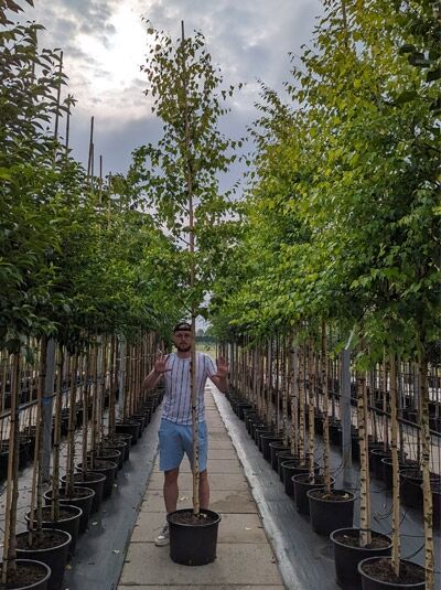 Betula ermanii (Gold-Birke, Ermans-Birke) Hochstamm 10-12 StU im Container, schlanker Stamm mit grünen Blättern