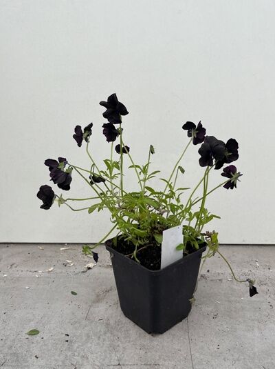 Hornveilchen / Garten-Horn-Veilchen 'Molly Sanderson' - Viola cornuta 'Molly Sanderson'