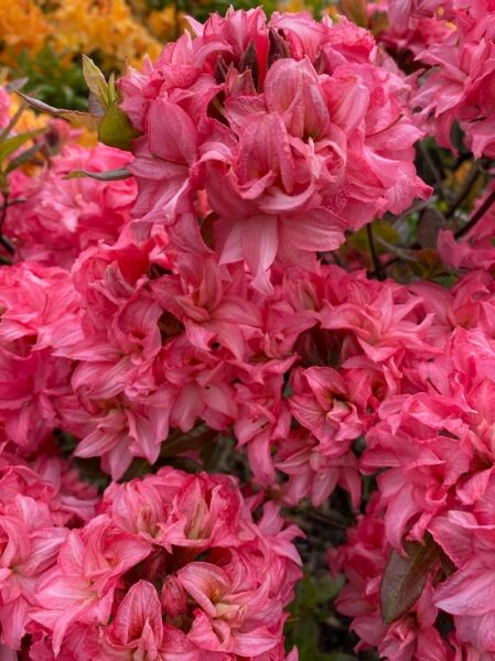 Laubabwerfende Azalee 'Vinecourt Duke' / Azalea luteum 'Vinecourt Duke' (Knap-Hill)