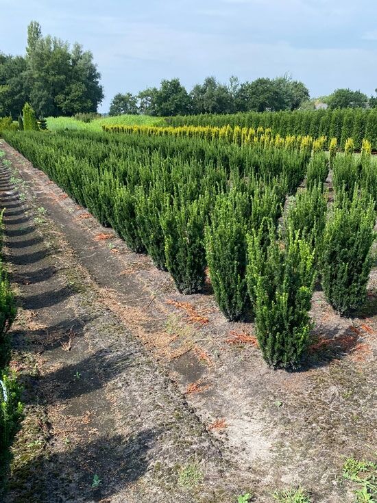 mnnliche Becher-Eibe 'Hillii' - Taxus media 'Hillii' - Baumschule NewGarden